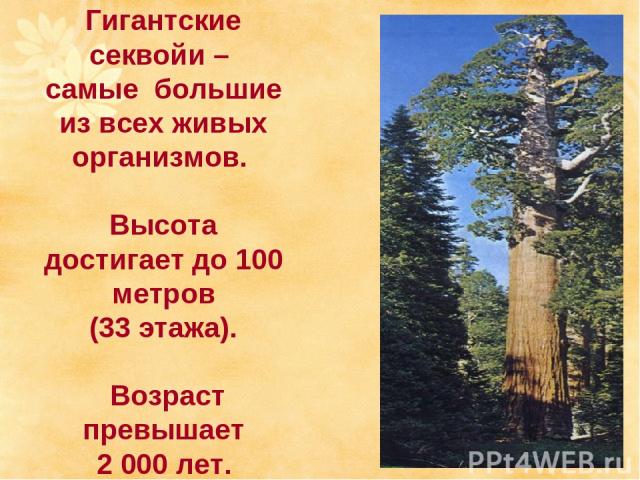 Гигантские секвойи – самые большие из всех живых организмов. Высота достигает до 100 метров (33 этажа). Возраст превышает 2 000 лет.