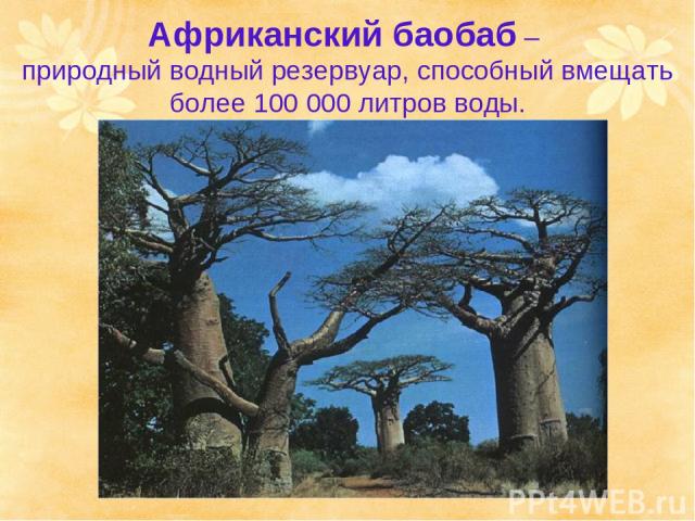 Африканский баобаб – природный водный резервуар, способный вмещать более 100 000 литров воды.