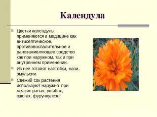 Календула Цветки календулы применяются в медицине как антисептическое, противово
