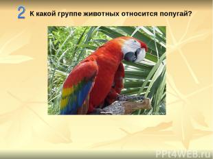К какой группе животных относится попугай?