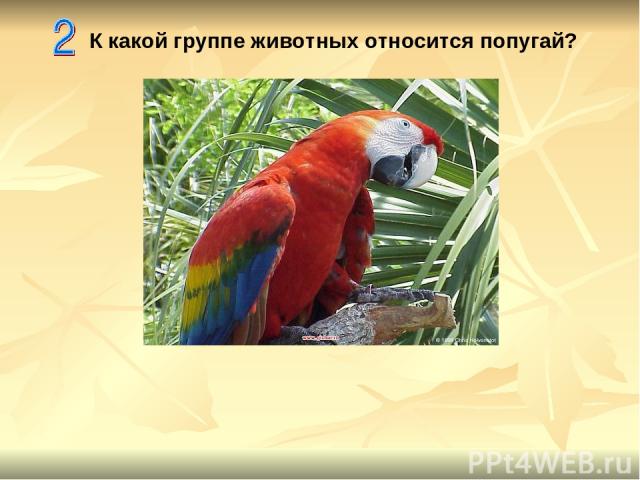 К какой группе животных относится попугай?