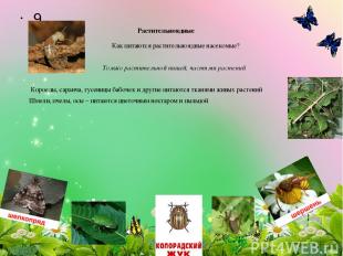 Растительноядные Как питаются растительноядные насекомые? Только растительной пи