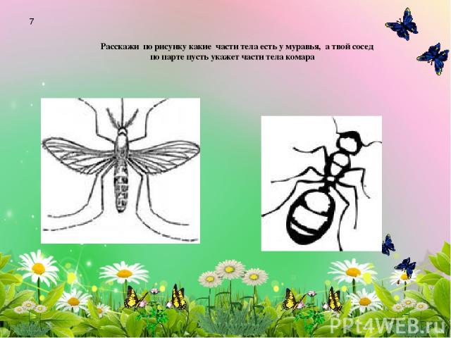 Расскажи по рисунку какие части тела есть у муравья, а твой сосед по парте пусть укажет части тела комара 7