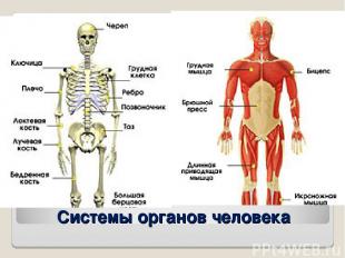 Системы органов человека
