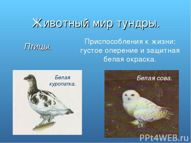 Животный мир тундры. Птицы. Приспособления к жизни: густое оперение и защитная белая окраска. Белая куропатка. Белая сова.
