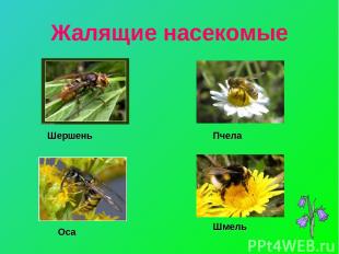 Жалящие насекомые Шершень Пчела Оса Шмель