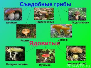 Съедобные грибы Ядовитые Боровик Подосиновик Подберёзовик Рыжик Лисички Бледная