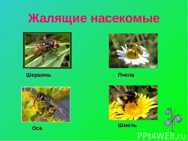 Жалящие насекомые Шершень Пчела Оса Шмель