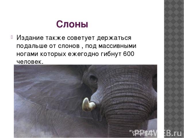 Слоны Издание также советует держаться подальше от слонов , под массивными ногами которых ежегодно гибнут 600 человек.