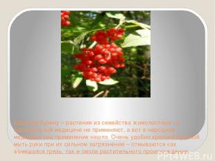 Красную бузину – растение из семейства жимолостных - в официальной медицине не п