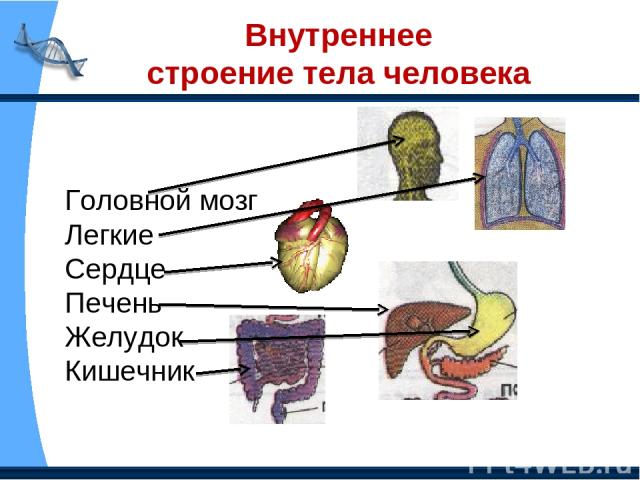 Внутреннее строение тела человека Головной мозг Легкие Сердце Печень Желудок Кишечник