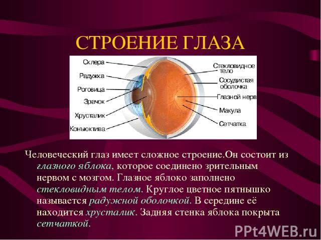СТРОЕНИЕ ГЛАЗА Человеческий глаз имеет сложное строение.Он состоит из глазного яблока, которое соединено зрительным нервом с мозгом. Глазное яблоко заполнено стекловидным телом. Круглое цветное пятнышко называется радужной оболочкой. В середине её н…