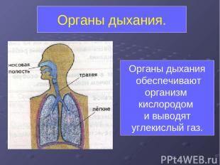 Органы дыхания. Органы дыхания обеспечивают организм кислородом и выводят углеки