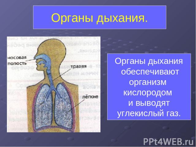 Органы дыхания. Органы дыхания обеспечивают организм кислородом и выводят углекислый газ.