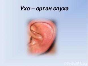 Ухо – орган слуха