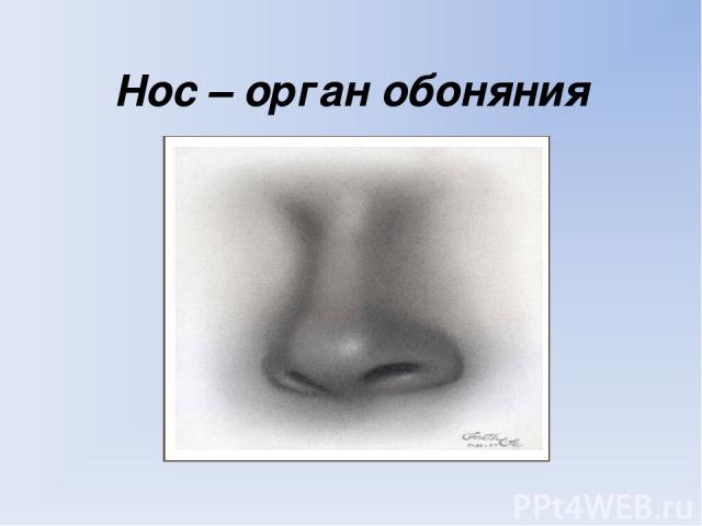 Нос – орган обоняния