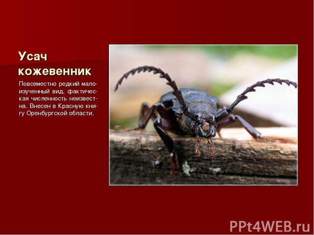 Усач кожевенник Повсеместно редкий мало-изученный вид, фактичес-кая численность неизвест-на. Внесен в Красную кни-гу Оренбургской области.