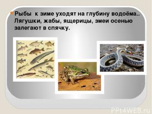 Рыбы к зиме уходят на глубину водоёма.. Лягушки, жабы, ящерицы, змеи осенью зале