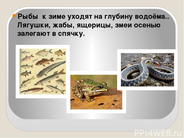 Рыбы к зиме уходят на глубину водоёма.. Лягушки, жабы, ящерицы, змеи осенью залегают в спячку.