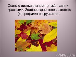 Осенью листья становятся жёлтыми и красными. Зелёное красящее вещество (хлорофил