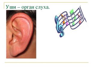 Уши – орган слуха.