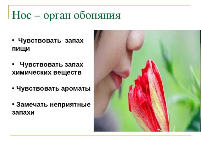 Нос – орган обоняния Чувствовать запах пищи Чувствовать запах химических веществ Чувствовать ароматы Замечать неприятные запахи