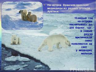 На остров Врангеля приходят медведицы из разных уголков Арктики. Каждый год на о
