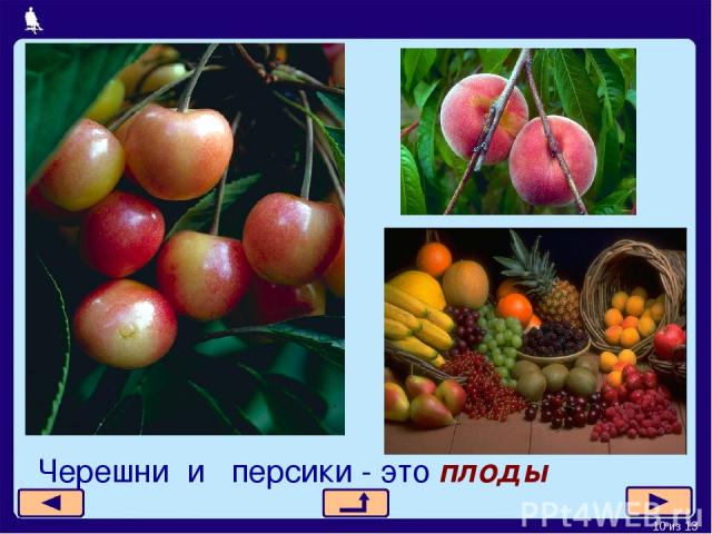 Черешни и персики - это плоды * из 13