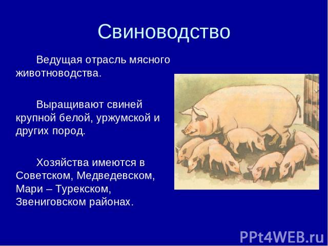 Свиноводство Ведущая отрасль мясного животноводства. Выращивают свиней крупной белой, уржумской и других пород. Хозяйства имеются в Советском, Медведевском, Мари – Турекском, Звениговском районах.