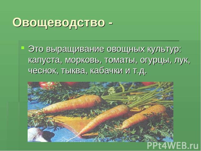 Овощеводство - Это выращивание овощных культур: капуста, морковь, томаты, огурцы, лук, чеснок, тыква, кабачки и т.д.