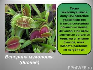 Венерина мухоловка (дионея) Дионея - одно из самых интересных насекомоядных раст