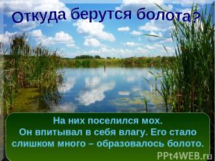 На месте болота могло быть небольшое озерцо или лесная речушка. Стебли у растени