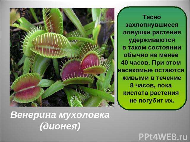 Венерина мухоловка (дионея) Дионея - одно из самых интересных насекомоядных растений. Листья – ловушки быстро захлопываются, когда в них попадает насекомое. На внутренней стороне ловушки находятся несколько волосков, задев которые срабатывает 