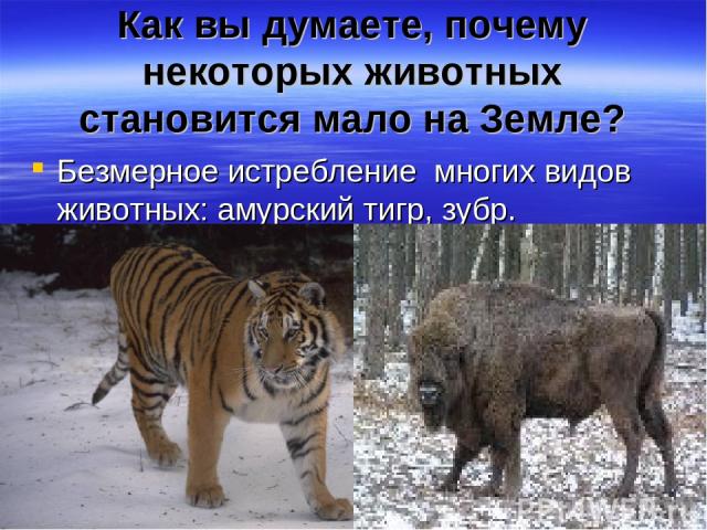 Как вы думаете, почему некоторых животных становится мало на Земле? Безмерное истребление многих видов животных: амурский тигр, зубр.