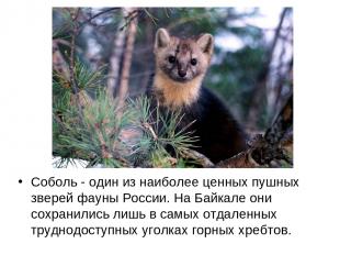 Cоболь - один из наиболее ценных пушных зверей фауны России. На Байкале они сохр