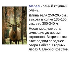 Марал - самый крупный олень. Длина тела 250-265 см., высота в холке 135-155 см.,