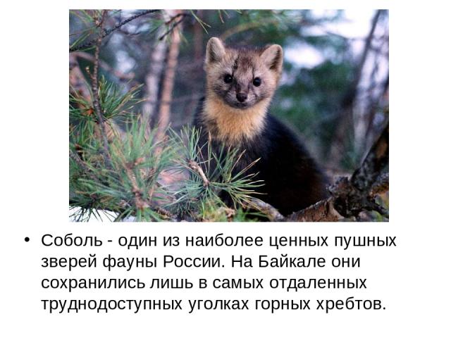 Cоболь - один из наиболее ценных пушных зверей фауны России. На Байкале они сохранились лишь в самых отдаленных труднодоступных уголках горных хребтов.