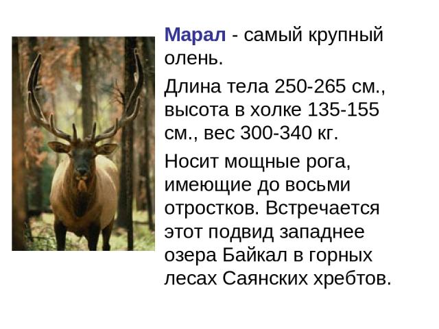 Марал - самый крупный олень. Длина тела 250-265 см., высота в холке 135-155 см., вес 300-340 кг. Носит мощные рога, имеющие до восьми отростков. Встречается этот подвид западнее озера Байкал в горных лесах Саянских хребтов.