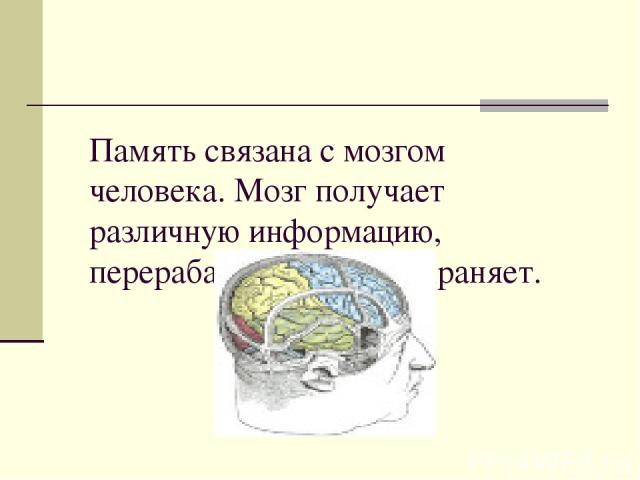 Память связана с мозгом человека. Мозг получает различную информацию, перерабатывает её и сохраняет.