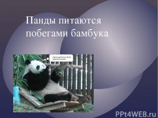 Панды питаются побегами бамбука {