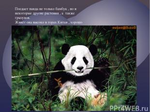 Поедает панда не только бамбук , но и некоторые другие растения , а также грызун