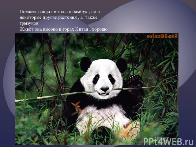 Поедает панда не только бамбук , но и некоторые другие растения , а также грызунов. Живёт она высоко в горах Китая , хорошо лазает по деревьям ,но большую часть времени проводит на земле. Поедает панда не только бамбук,но и некоторые другие растения…