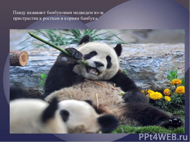 Панду называют бамбуковым медведем из-за пристрастия к росткам и корням бамбука. Панду называют бамбуковым медведем из-за пристрастия к росткам и корням бамбука.