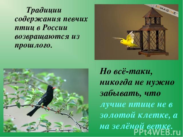 Традиции содержания певчих птиц в России возвращаются из прошлого. Но всё-таки, никогда не нужно забывать, что лучше птице не в золотой клетке, а на зелёной ветке.