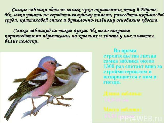 Самцы зяблика одни из самых ярко окрашенных птиц в Европе. Их легко узнать по серовато-голубому темени, рыжевато-коричневой груди, каштановой спине и бутылочно-зелёному основанию хвоста. Самки зябликов не такие яркие. Их тело покрыто коричневатыми п…