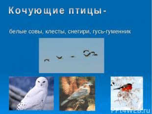 белые совы, клесты, снегири, гусь-гуменник