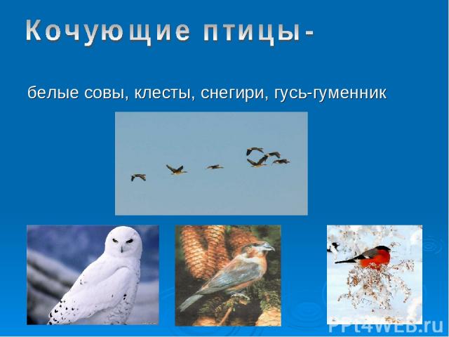 белые совы, клесты, снегири, гусь-гуменник