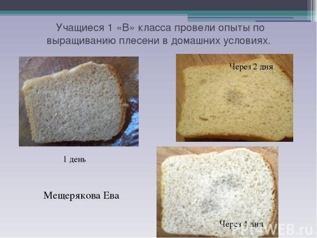 Учащиеся 1 «В» класса провели опыты по выращиванию плесени в домашних условиях. Мещерякова Ева 1 день Через 2 дня Через 4 дня