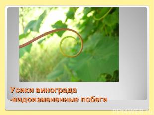 Усики винограда -видоизмененные побеги