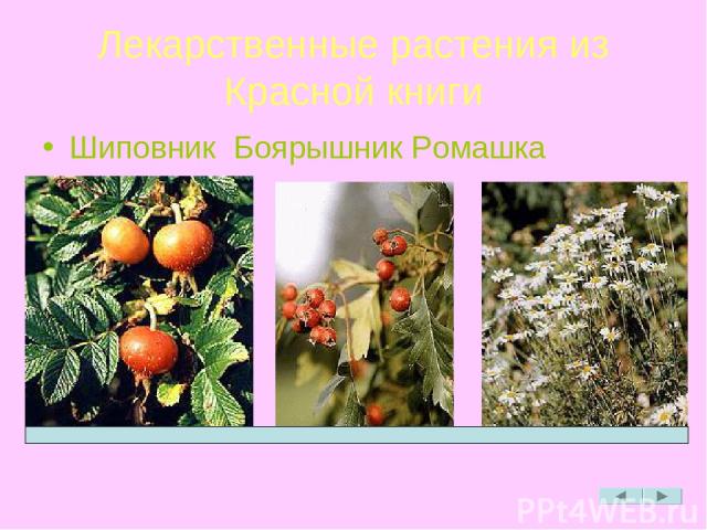 Лекарственные растения из Красной книги Шиповник Боярышник Ромашка